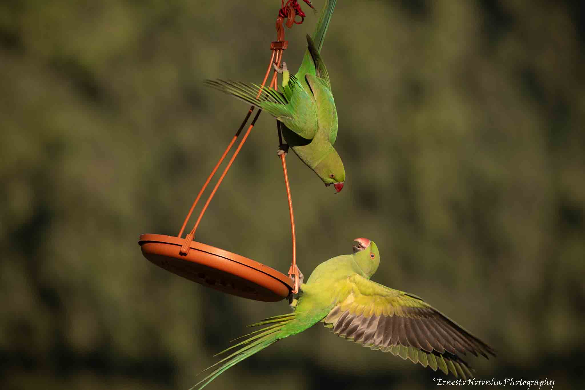  June 2024, Cricket ground, common on campus